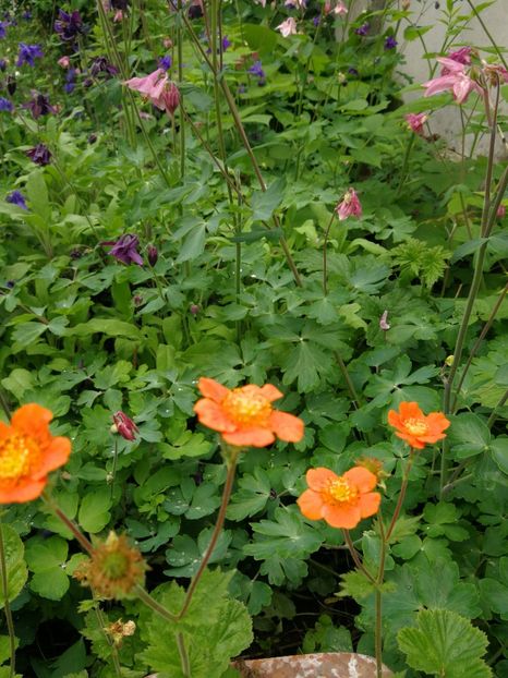  - Flori de grădină-2021