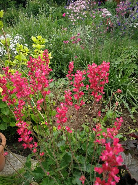  - Flori de grădină-2021