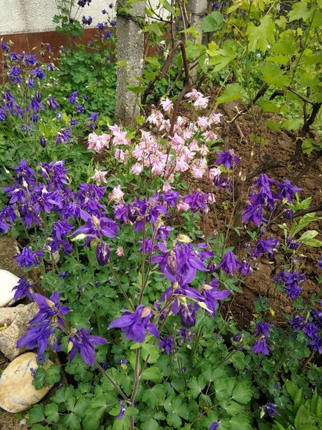  - Flori de grădină-2021