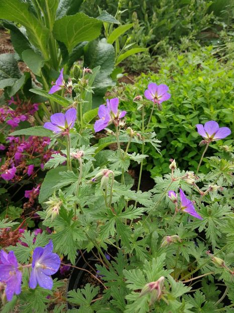  - Flori de grădină-2021