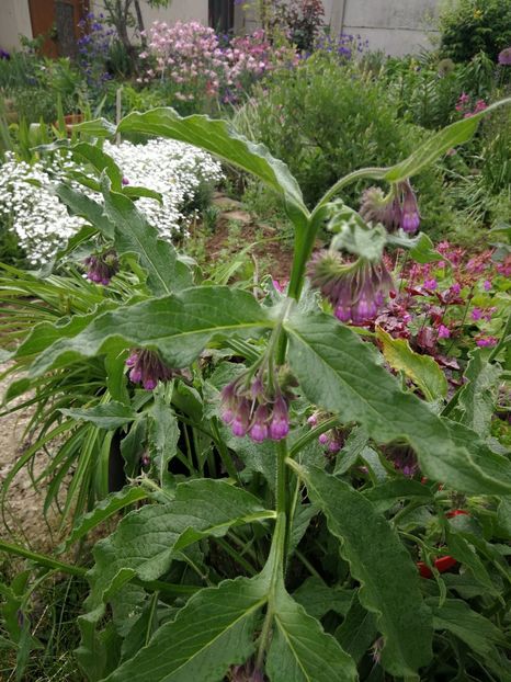  - Flori de grădină-2021