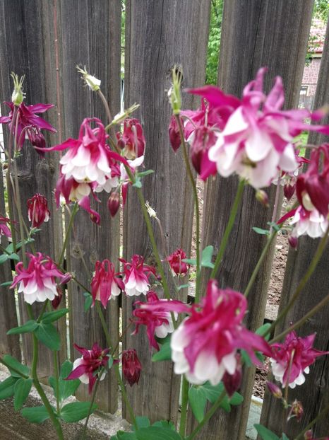  - Flori de grădină-2021