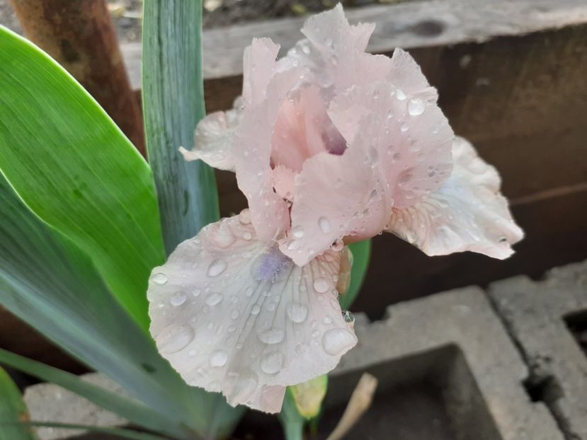 Dublin - Iris 2021