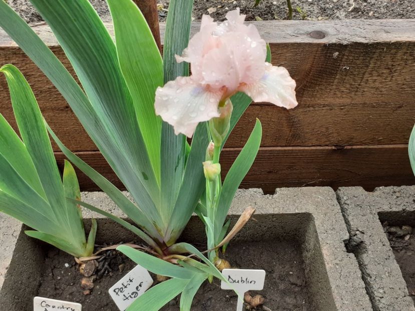 Dublin - Iris 2021