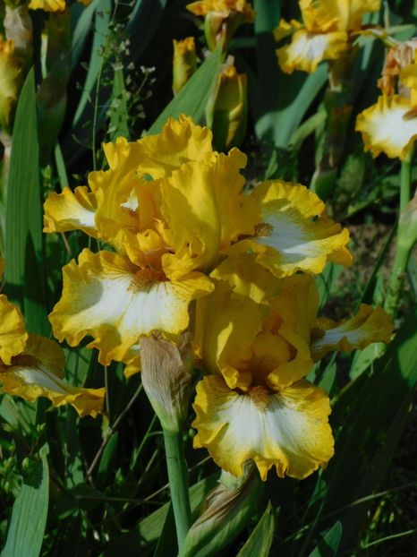 Local hero - -Irisi 2021