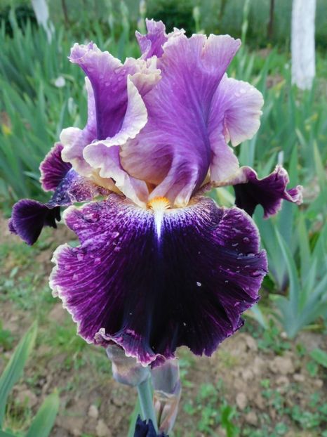 Duplication - -Irisi 2021