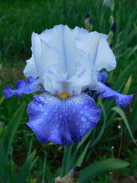 I feel blue - xx Colectie irisi