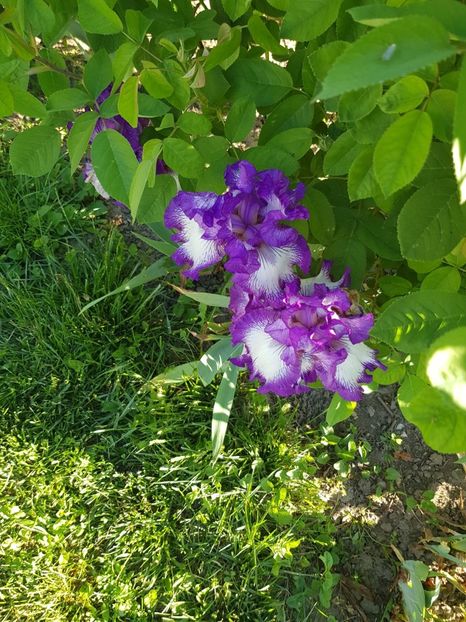 IMG-20210512-WA0001 - Irisi 2021