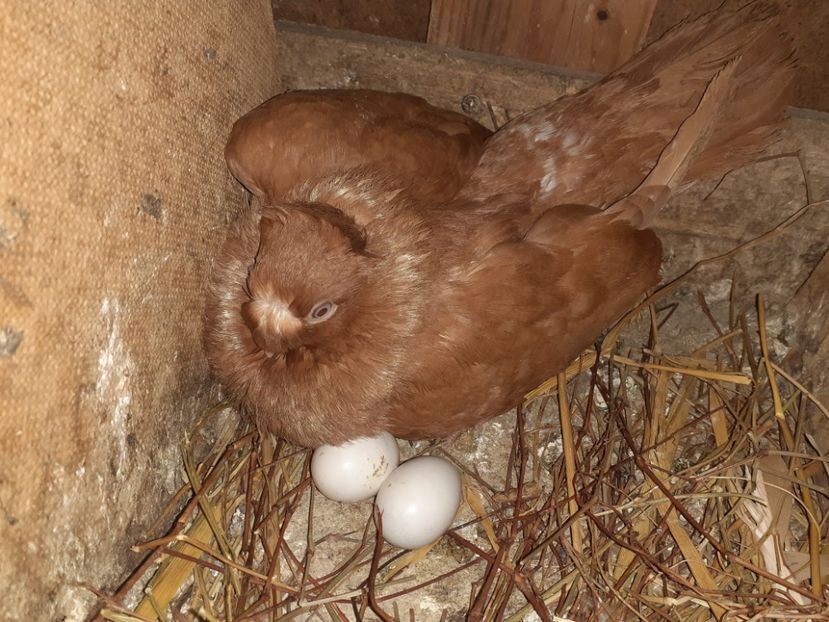  - 8-Jucatorii de Ardeal vechi