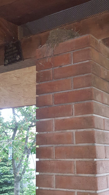 măcăleandru_cuib - Gradina si terasa PrimaLuce_6-Animalutele noastre