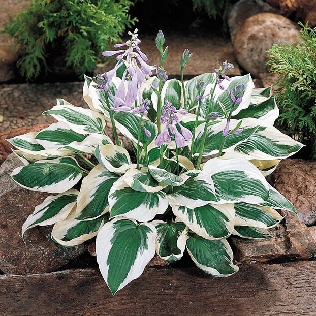 Hosta "Patriot" - Achizitii 2021