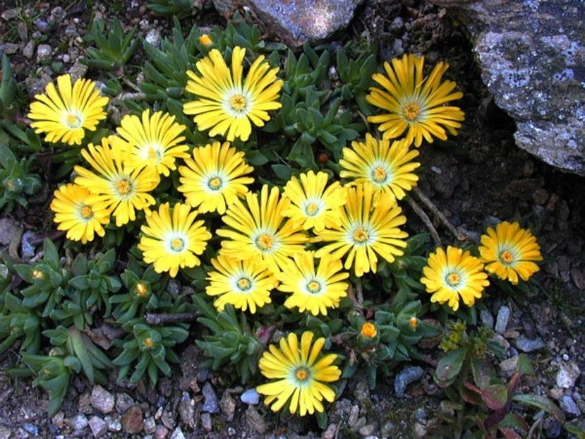 Delosperma congestum Yellow - decedata - Achizitii 2021