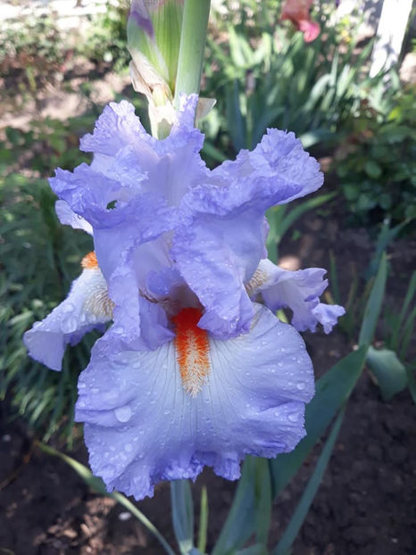 Grecian Skies - Irisi 2021