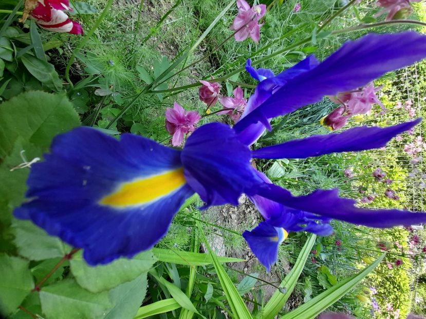  - Iris Blue Magic - hollandica