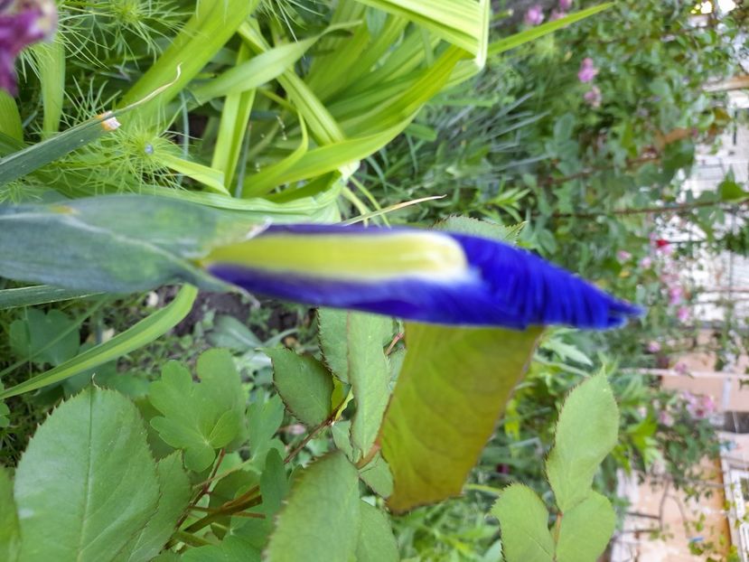  - Iris Blue Magic - hollandica