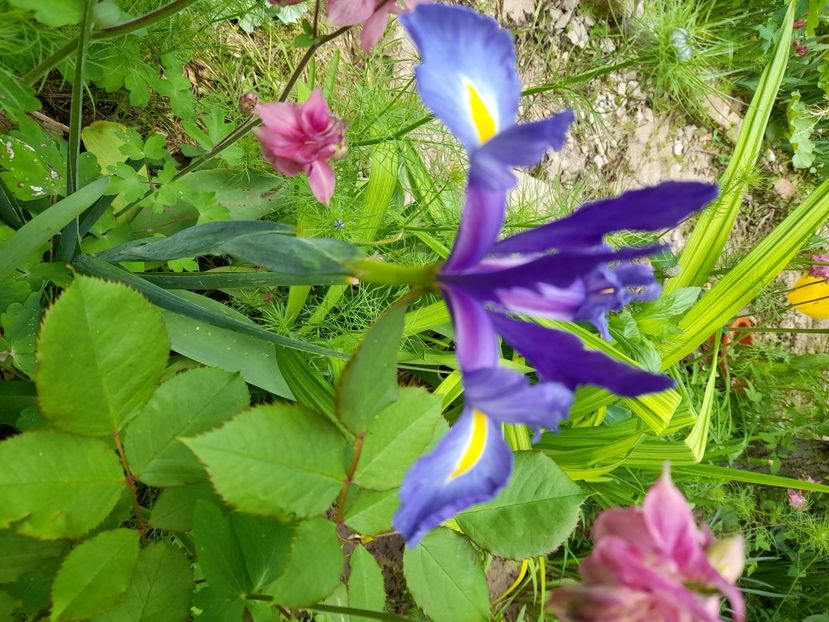  - Iris Blue Magic - hollandica