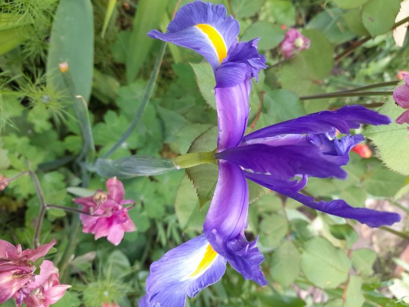  - Iris Blue Magic - hollandica