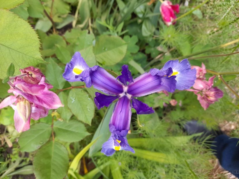  - Iris Blue Magic - hollandica