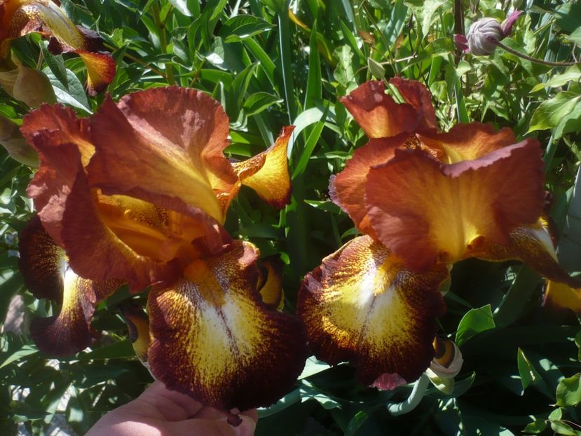 17.05.2021 - GRADINA 2021