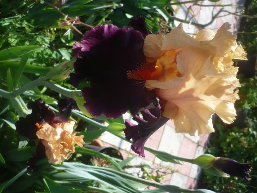 P1470931 - GRADINA 2021