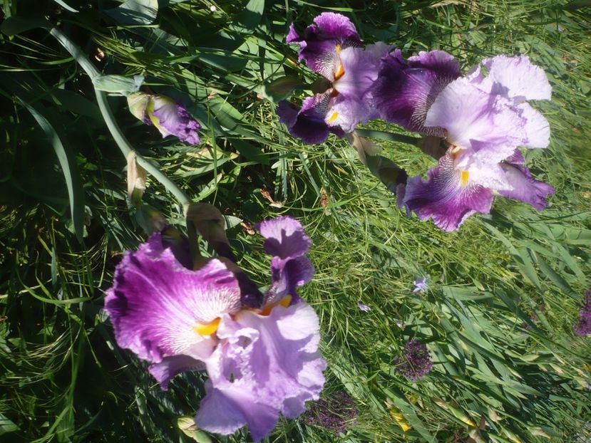 P1470932 - GRADINA 2021