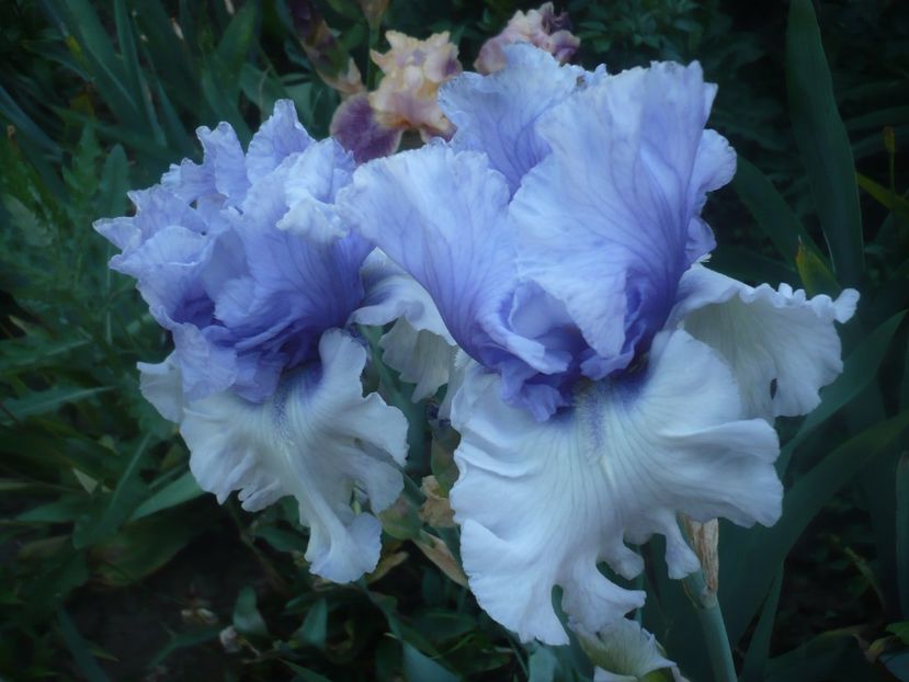 P1470935 - GRADINA 2021