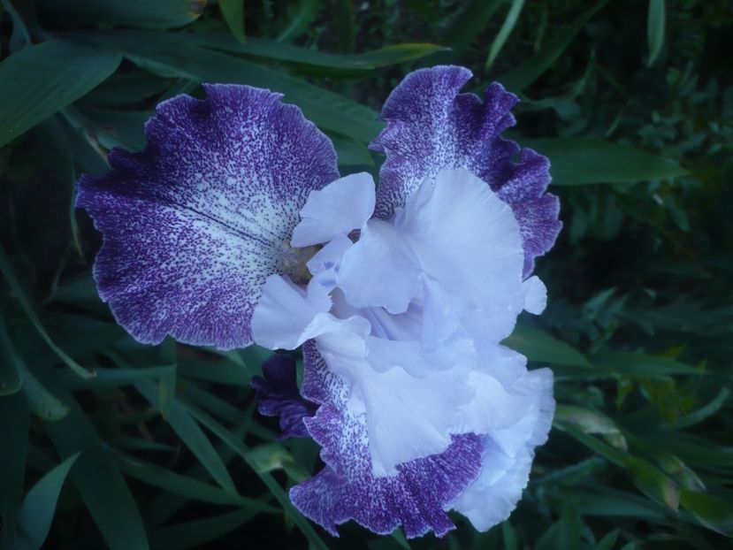 P1470936 - GRADINA 2021