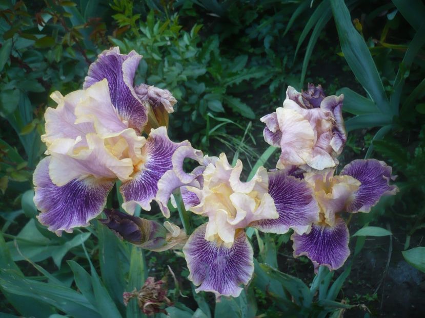 P1470937 - GRADINA 2021