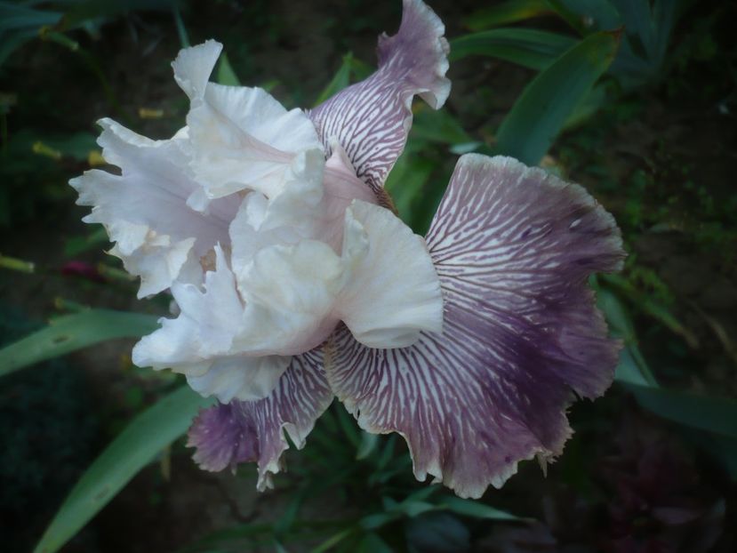 P1470938 - GRADINA 2021