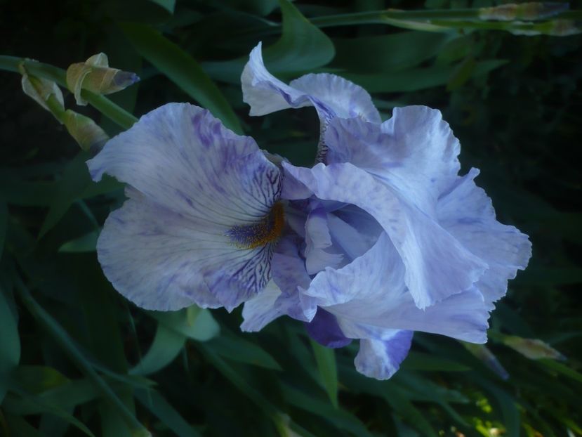 P1470941 - GRADINA 2021