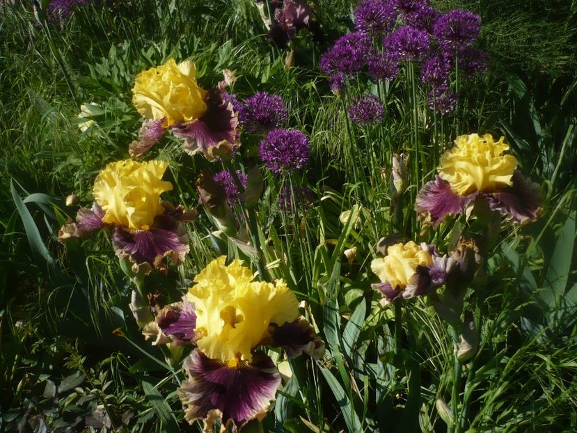 P1470942 - GRADINA 2021