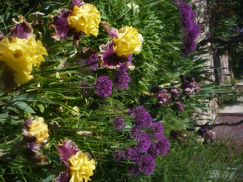 P1470943 - GRADINA 2021