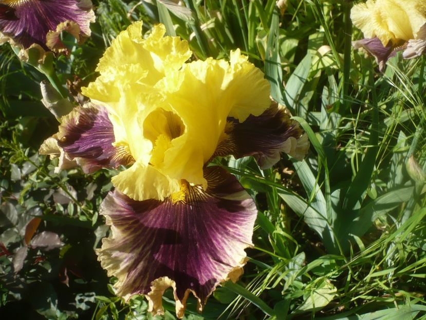 P1470944 - GRADINA 2021