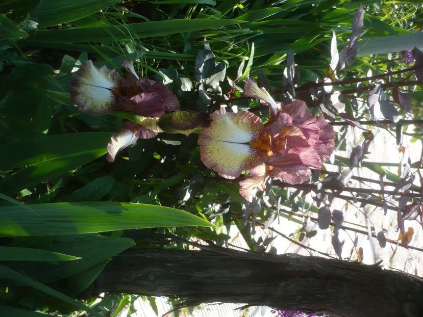 P1470945 - GRADINA 2021