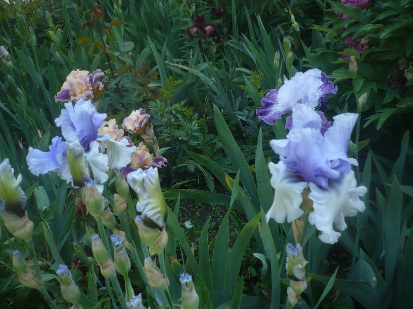 P1470946 - GRADINA 2021