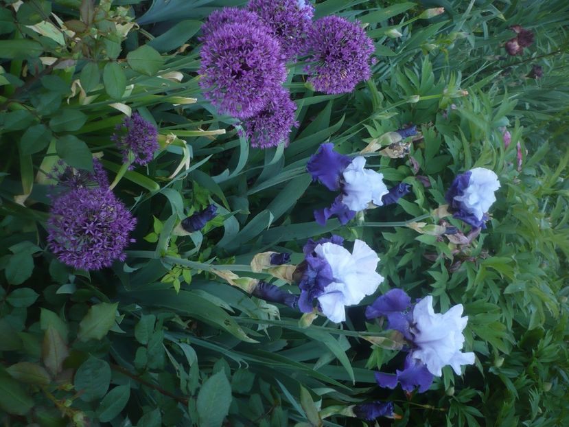 P1470947 - GRADINA 2021