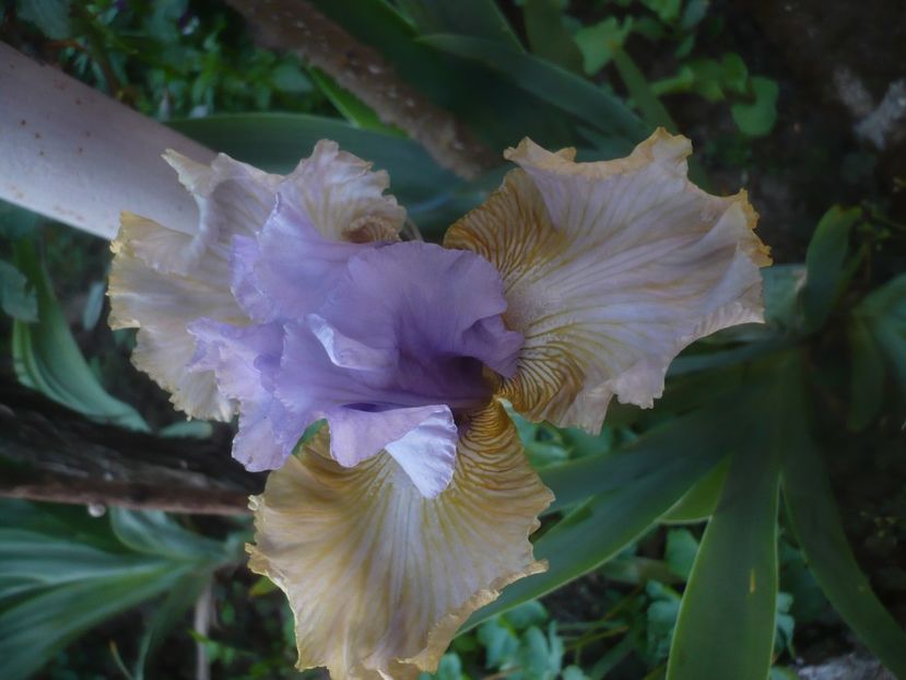 P1470949 - GRADINA 2021