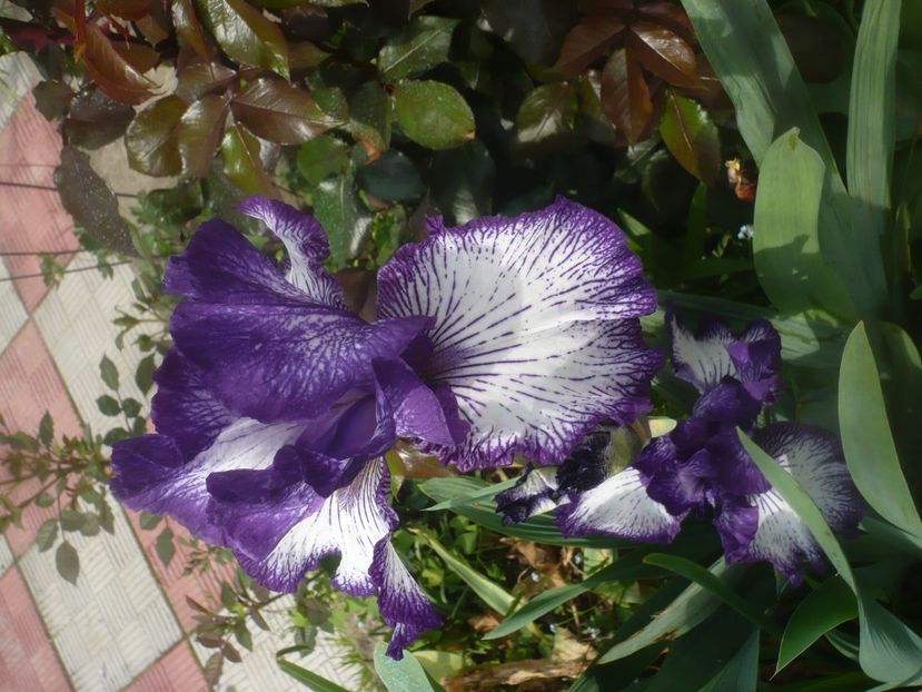 P1470909 - GRADINA 2021