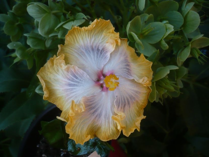 P1470951 - HIBISCUSI 2021-1