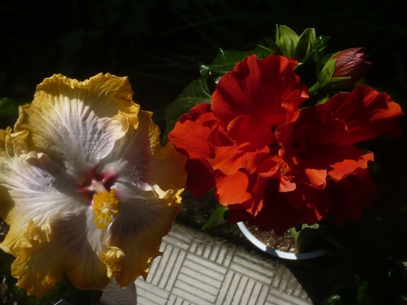 P1470952 - HIBISCUSI 2021-1