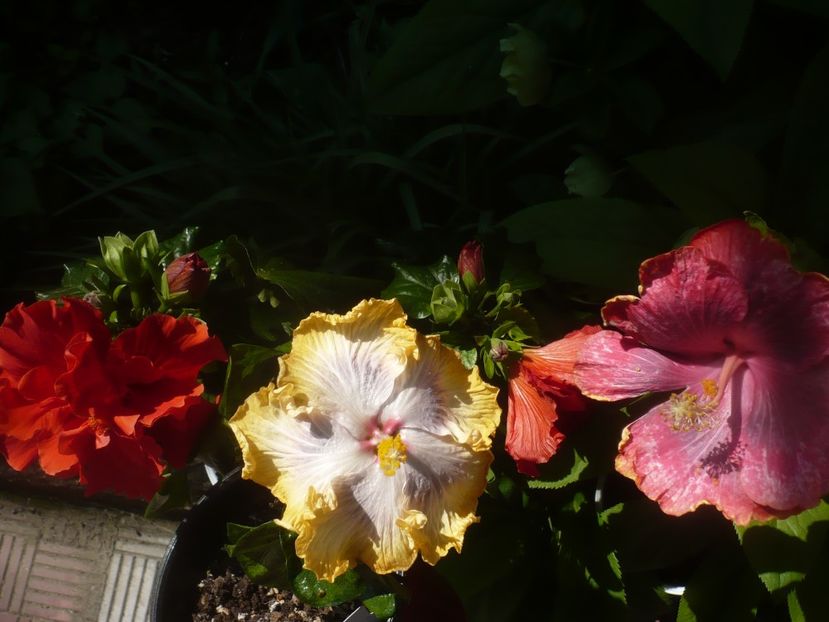 P1470953 - HIBISCUSI 2021-1