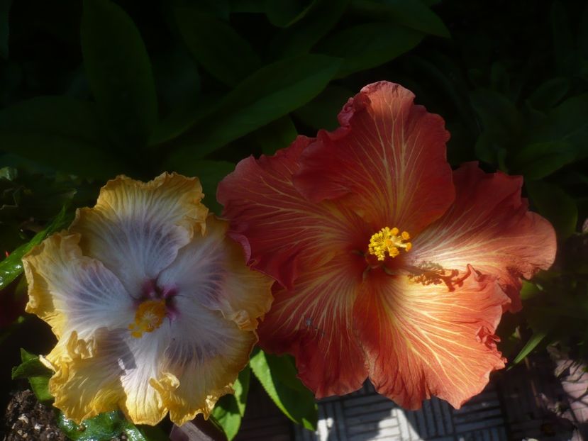 P1470954 - HIBISCUSI 2021-1