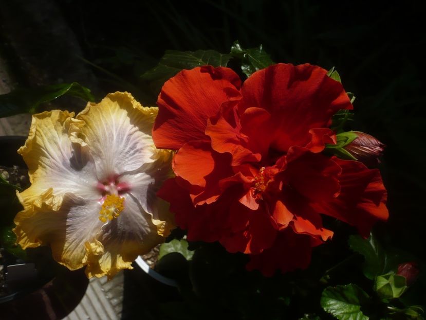 P1470956 - HIBISCUSI 2021-1