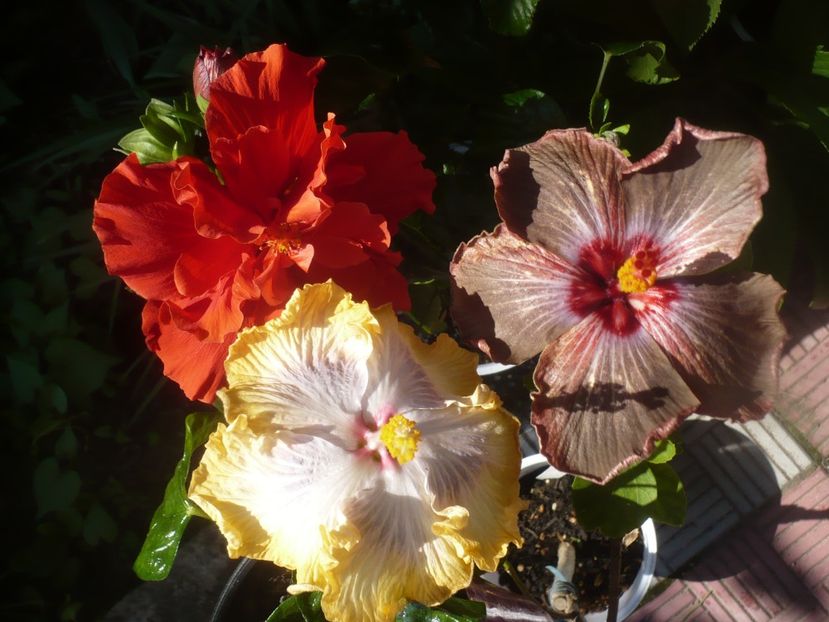 P1470962 - HIBISCUSI 2021-1