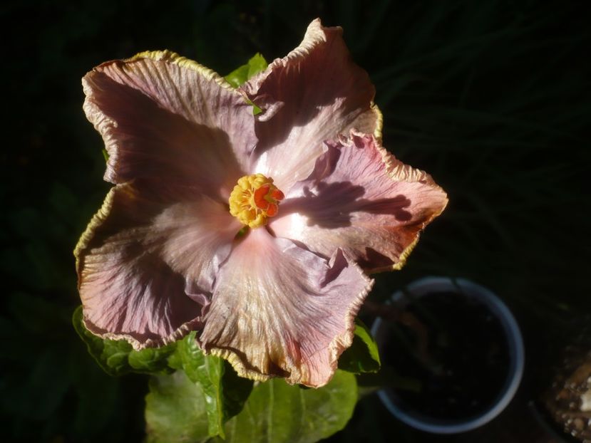 P1470966 - HIBISCUSI 2021-1