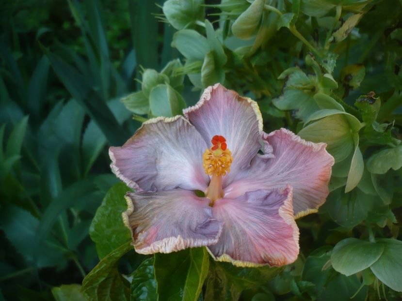 P1470969 - HIBISCUSI 2021-1