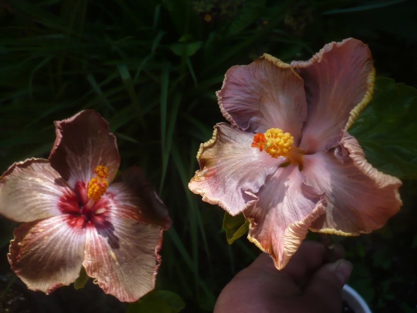 P1470971 - HIBISCUSI 2021-1