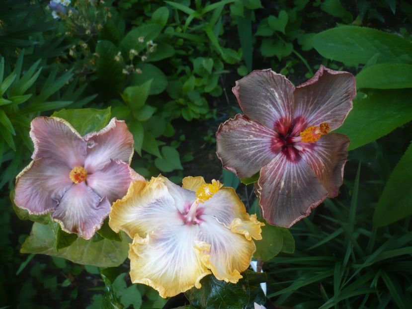 P1470974 - HIBISCUSI 2021-1