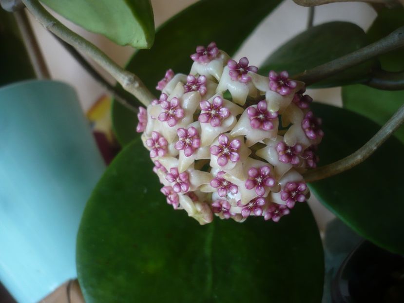 P1470978 - HOYA 2021-1