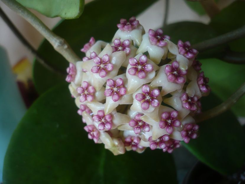 P1470979 - HOYA 2021-1